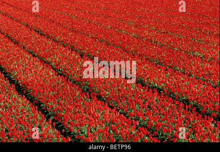 Campo coltivato di tulipani rossi (Tulipa sp.), in Olanda, Paesi Bassi Foto Stock