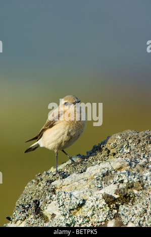 Culbianco, Oenanthe oenanthe, femmina arroccata su una roccia di granito, Cairngorms. Foto Stock