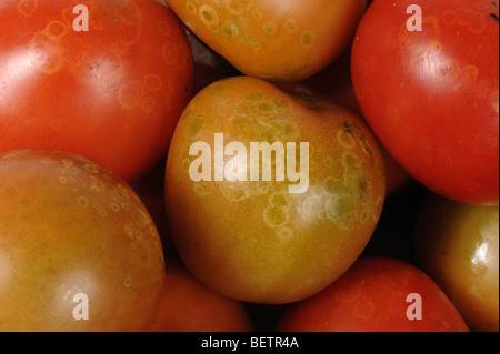 Ghost spot (Botrytis cinerea) o muffa grigia spotting su mature pomodori rossi Foto Stock