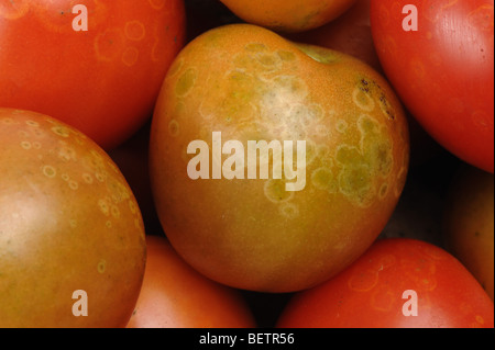 Ghost spot (Botrytis cinerea) o muffa grigia spotting su mature pomodori rossi Foto Stock