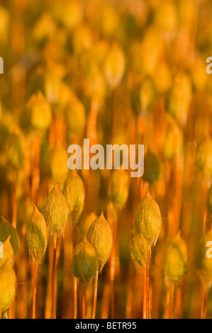 Marsh capelli Moss, Polytrichum commune, riproduttivo a frutto di capsule che crescono su steli in sera la luce solare, Highlands Scozzesi. Foto Stock