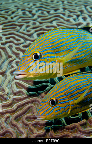 Bluestriped grugniti vicino Brain coral Foto Stock