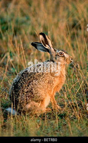 Brown Lepre / Europea lepre (Lepus europaeus) seduti nel prato al tramonto, Germania Foto Stock