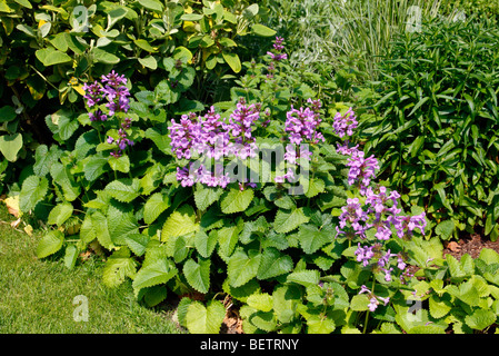 Stachys macrantha 'Superba' Foto Stock