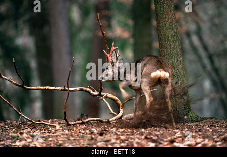 Il capriolo (Capreolus capreolus) buck velluto di sfregamento da corna contro il ramo in foresta Foto Stock