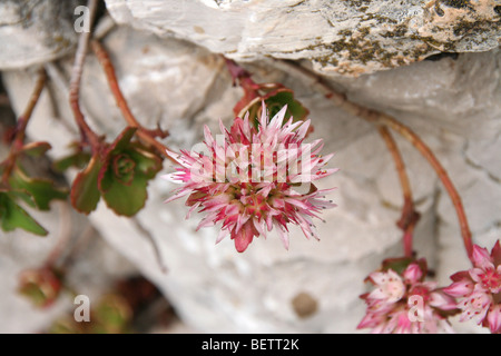 Stonecrop caucasica - Sedum spurium sul calcare italiani nelle prealpi vicino a Belluno Foto Stock