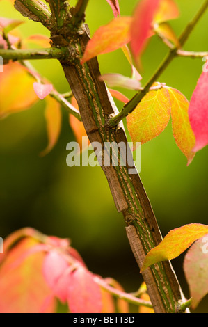 Euonymus alatus f subtriflorus, alato albero mandrino, in autunno Foto Stock