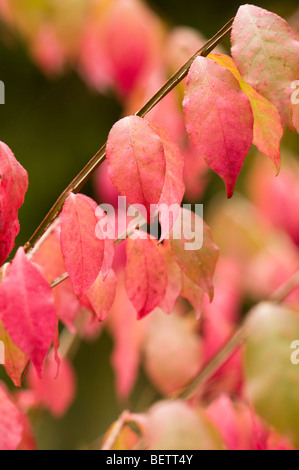 Euonymus alatus f subtriflorus, alato albero mandrino, in autunno Foto Stock