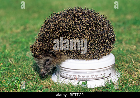 Politica europea comune in materia di riccio (Erinaceus europaeus) pesato sulla bilancia da cucina in giardino, Germania Foto Stock