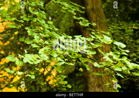 Il Ginkgo biloba, fossile vivente Tree Foto Stock