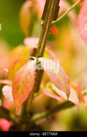 Euonymus alatus f subtriflorus, alato albero mandrino, in autunno Foto Stock