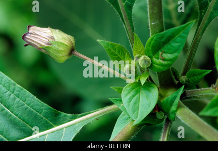 La mortale Nightshade (Atropa belladonna), Europa Foto Stock
