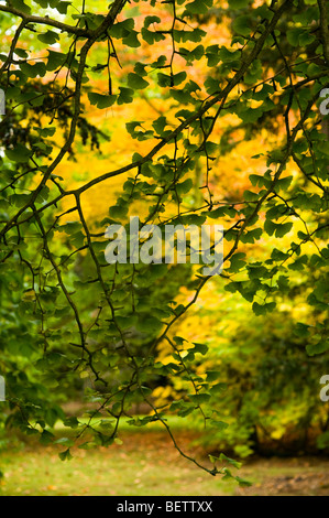 Il Ginkgo biloba, fossile vivente Tree Foto Stock