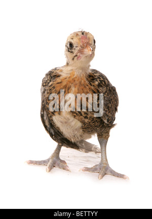 Bantam pekin pollo in piedi in un studio Foto Stock