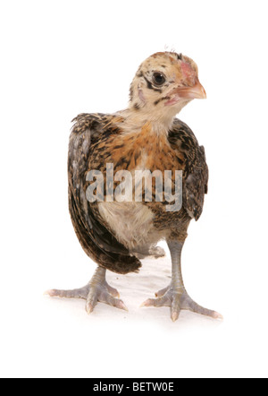 Bantam pekin pollo in piedi in un studio Foto Stock