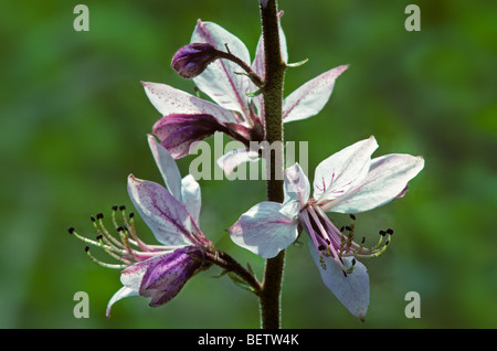 Bush Burning / falso dittany (Dictamnus albus) in fiore Foto Stock