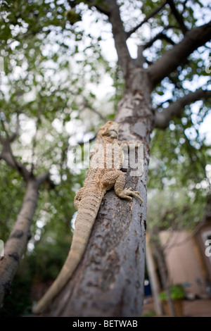 Un barbuto dragon lizard sale su un albero Foto Stock