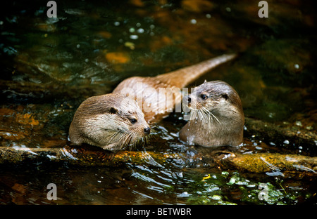 Due europeo lontre di fiume (Lutra lutra) in brook, Europa Foto Stock