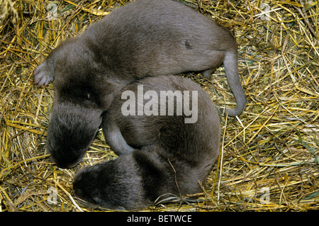 Due posti letto europea Lontra di fiume (Lutra lutra) cubs nel nido Foto Stock