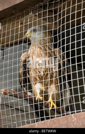 Close up di un Nibbio reale (Milvus milvus) gli uccelli rapaci in un animale santuario Foto Stock