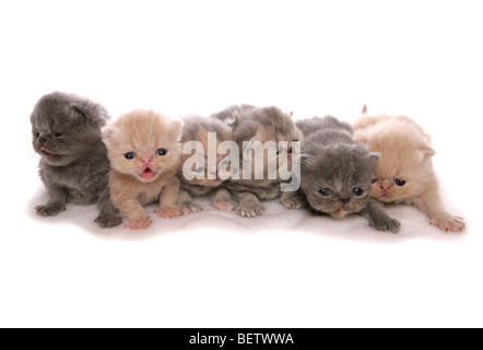 Giovani Exotic Shorthair gattini ritratto in studio Foto Stock