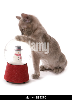 Gattino birmano con snowglobe ritratto in studio Foto Stock