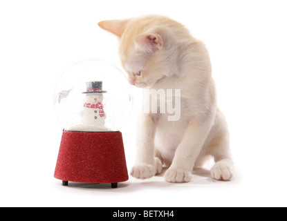 Gattino birmano con snowglobe ritratto in studio Foto Stock