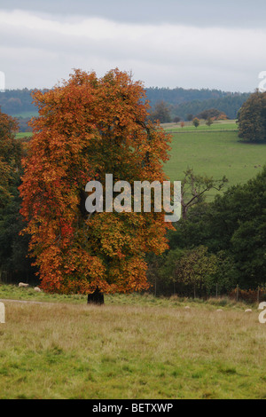 Paesaggio di boschi di alberi d'Autunno a Chatsworth House Country Park nel quartiere di picco del Derbyshire.Inghilterra Foto Stock