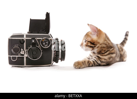 Il Bengala gattino posa per il ritratto della fotocamera in uno studio Foto Stock