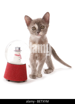 Gattino birmano con snowglobe ritratto in studio Foto Stock