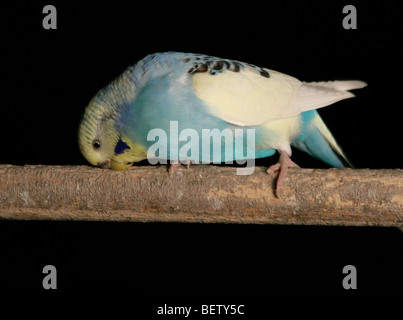 Budgerigar Melopsittacus undulatus adulto si appollaia in studio Foto Stock