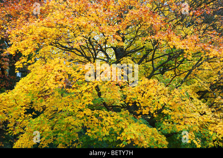 Paesaggio di boschi di alberi d'Autunno a Chatsworth House Country Park nel quartiere di picco del Derbyshire.Inghilterra Foto Stock