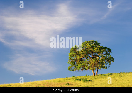 Albero e cloud, San Benito County, California centrale. Foto Stock