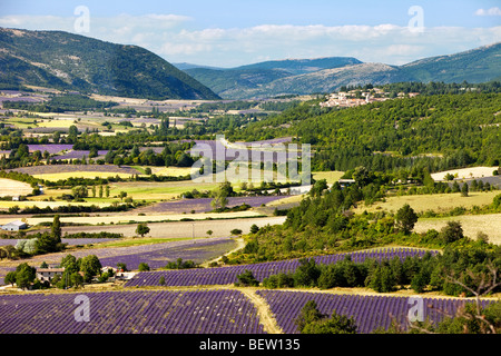 Un patchwork di agricoltore i campi nella valle sottostante Sault, Provenza Francia Foto Stock