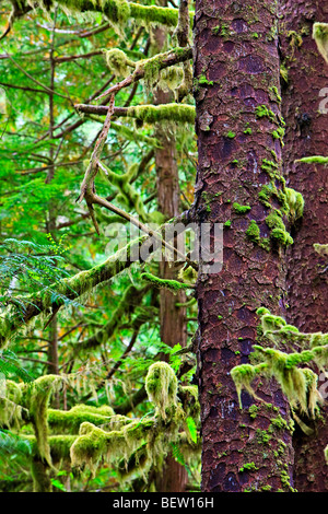 Sitka Spruce, Picea sitchensis con muschi e licheni drappeggiati sui suoi rami lungo il sentiero di San Josef Bay a Cape Scott Provin Foto Stock