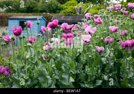 Il raccolto di papavero viola in una contea inglese giardino Foto Stock