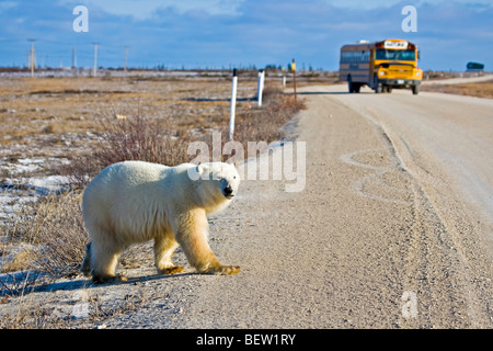 Orso polare, Ursus maritimus, attraversando la strada principale nella parte anteriore di un autobus turistico, Baia di Hudson, Churchill, Manitoba, Canada. Foto Stock