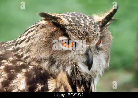 Ritratto di allevato in cattività Gufo reale (Bubo bubo) nella cura di una licenza master falconer. Foto Stock