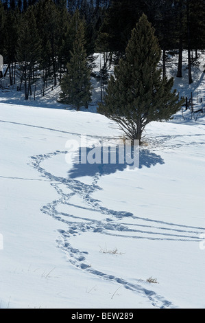 Ombra di albero e le tracce degli animali nella neve, il Parco Nazionale di Yellowstone, Wyoming USA Foto Stock