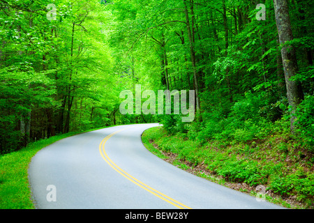 La strada attraverso la foresta Foto Stock