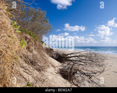 Spiaggia erosione su Rainbow Beach Queensland Australia dall innalzamento del livello del mare Foto Stock