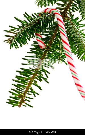 Primo piano di strisce di candy cane appeso su albero di natale isolato su bianco Foto Stock