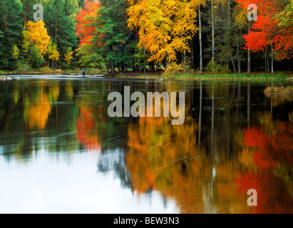 Pescatore a mosca Dal fiume vicino Gysinge in Svezia in autunno Foto Stock