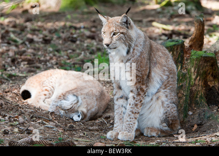 Eurasian, Lynx Lynx lynx, Foresta Bavarese, Germania Foto Stock