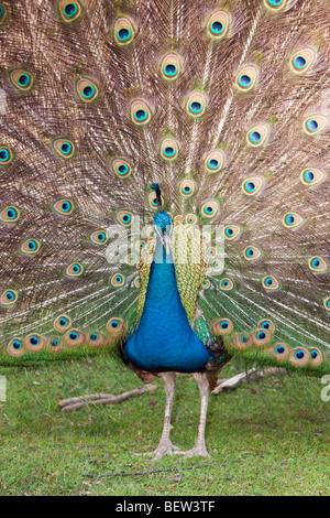 Peafowl blu, Pavo christatus Foto Stock