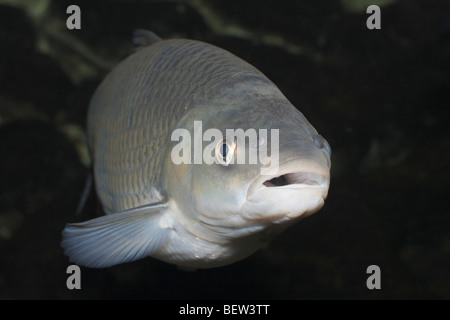 Unione cavedano, Leuciscus cepahlus, Alta Lusazia sassone, Germania Foto Stock