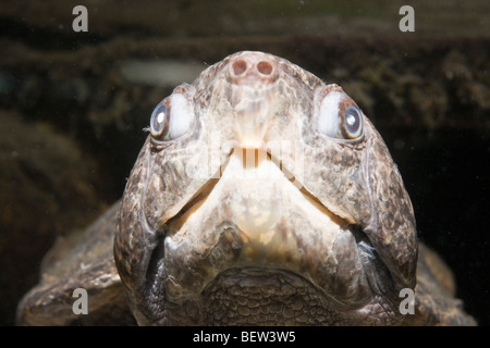 Big-headed Turtle, Platysternon megacephalum, Thailandia Foto Stock