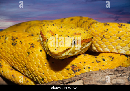 Schlegels Rattlesnakes Bothriechis schlegelii, Messico Foto Stock