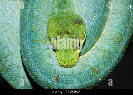 Green Tree Python, Morelia viridis, Papua Occidentale, Misool, Indonesia Foto Stock