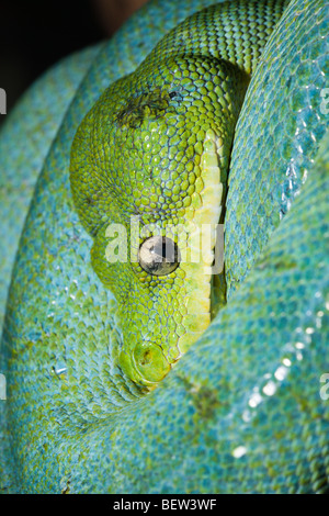 Green Tree Python, Morelia viridis, Papua Occidentale, Misool, Indonesia Foto Stock